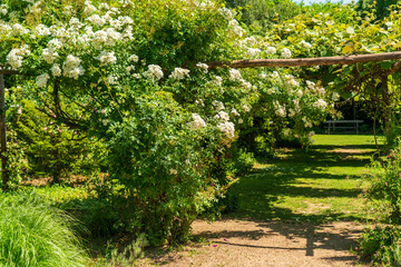 F, Loire, Parks und Gärten, Les Jardins de Roquelin, Meung-sur-Loire, verwunschener Gartenweg unter blühenden Ramblerrosen - obrazy, fototapety, plakaty