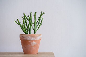 Euphorbia Tirucalli (Pencil Cactus) in terracotta pot with isolated white background.