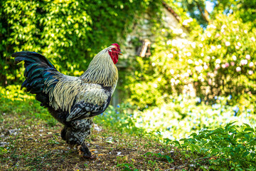 Hahn im Garten, F, Loire, Parks und Gärten, Les Jardins de Roquelin, Meung-sur-Loire