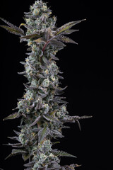 Fresh cannabis flower and buds close up against a black background. Marijuana plants just harvested and photographed in studio.