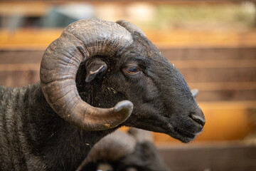 Baran, artiodactyl mammal from the genus of rams, family of bovids. Close-up, a ram on a sheep...