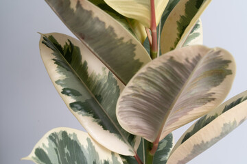 Ficus Elastica Tineke aka Rubber Fig variegated plant leaf close up in isolated white background