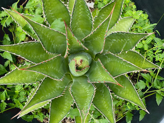 Agave Titanota plant top view close up