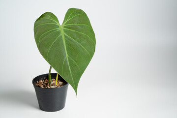 Philodendron Micans plant with black plastic pot on isolated white background.