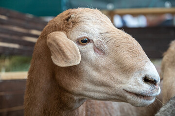 Goat, a domestic animal, a species of artiodactyls from the genus of mountain goats of the bovid family. The goat is a pet. Domesticated in the Middle East. Close-up, a goat on a sheep farm.