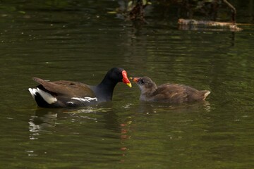 moorhen and chick