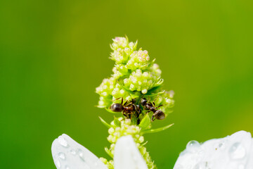 Ants gather nectar from a plant. Insects close-up.
