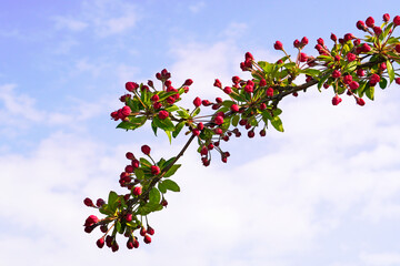 Red apple blossoms on a branch with blue sky in the background.
