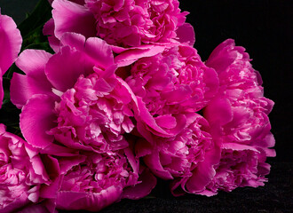 pink and white peony