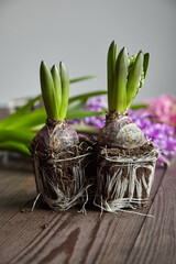 Hyacinth flowers with roots in soil on wooden table, transplanting plants