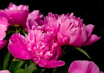 Fototapeta premium close up of peony