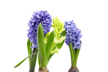 Blue Hyacinth flowers spring blossom isolated on white
