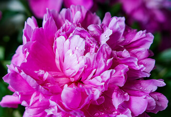 pink and purple flower