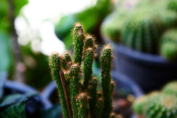 Green prickly cactus growing in a pot