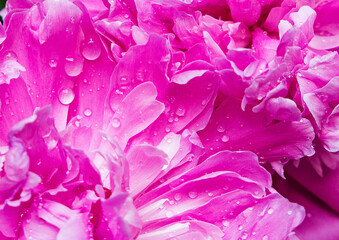 background with flowers peonies and water drops