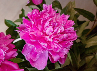 pink and white peony with rainy drops