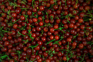 Lots of red ripe cherries