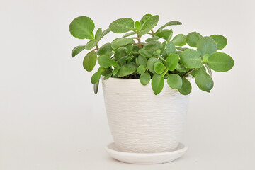 Kalanchoe plant with green leaves in white ceramic pot