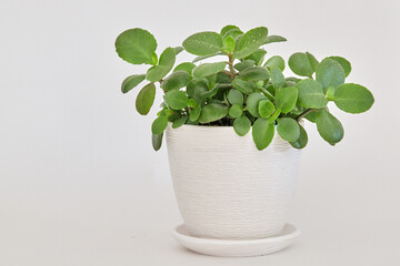 Kalanchoe plant with green leaves in white ceramic pot
