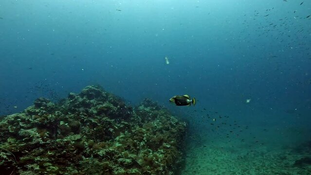 Under Water Film footage - A single Titan Trigger fish passes hte  camera passing low over coral reef - Sail Rock island in Thailand
