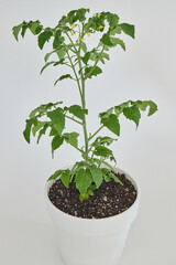 Leaves of tomato tree in natural light