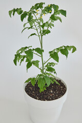 Leaves of tomato tree in natural light