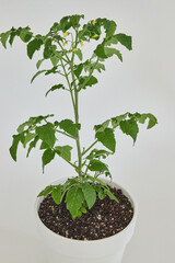 Leaves of tomato tree in natural light