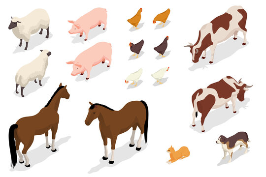 Isometric Farm Animals Collection Isolated on White. Sheep, Pig, Chicken, Rooster, Cow and Horse