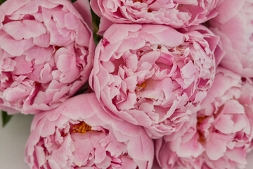 Beautiful wedding fresh pink peony bouquet in natural light