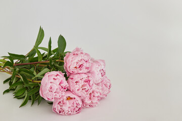 Beautiful wedding fresh pink peony bouquet in natural light