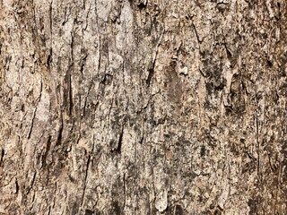 Troplical tree bark background wallpaper stock photo
