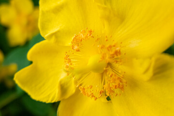 黄色が美しい　公園のキンバイの花　
