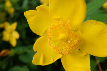 黄色が美しい　公園のキンバイの花　