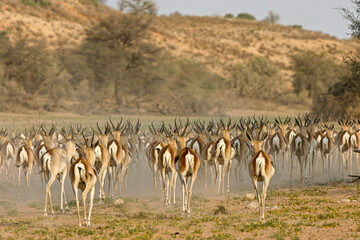 Springbok in the Kgalagadi, South Africa