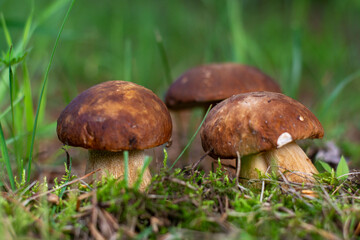 Mushroom boletus edilus. Popular white Boletus mushrooms in forest.