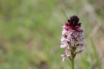 Burnt orchid - Orchis brulée (Neotinea ustulata)