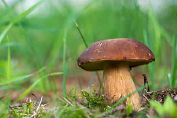 Mushroom boletus edilus. Popular white Boletus mushrooms in forest.