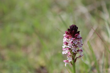 Burnt orchid - Orchis brulée (Neotinea ustulata)