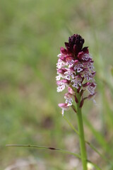 Burnt orchid - Orchis brulée (Neotinea ustulata)