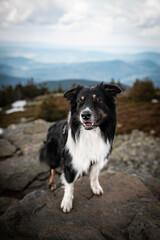 Mountain dog