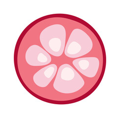 Lychee slice Exotic Fruit. Vector illustration