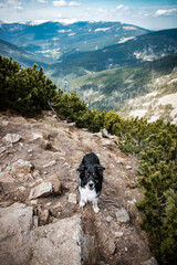 Mountain dog