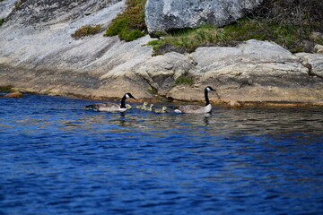 goose family swimming on a lake