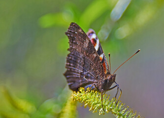 Obraz premium Butterfly Peacock eye sits on willow flowers.