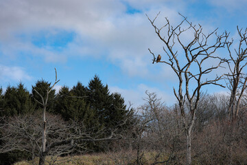 道東高木から見渡すオジロワシ