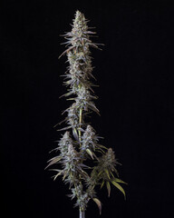 Fresh cannabis flowers and buds. Marijuana flowers against a black background.