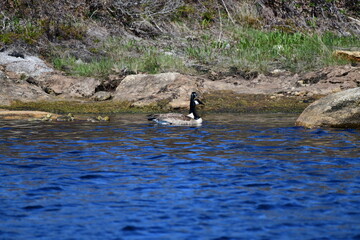 goose family swimming on a lake