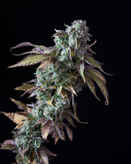 Fresh cannabis flowers and buds. Marijuana flowers against a black background.