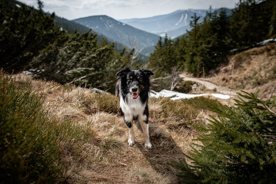 Mountain dog