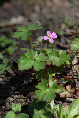 Closeup of small pink flower shining cranesbill - Geranium lucidum, in garden, Lithuania